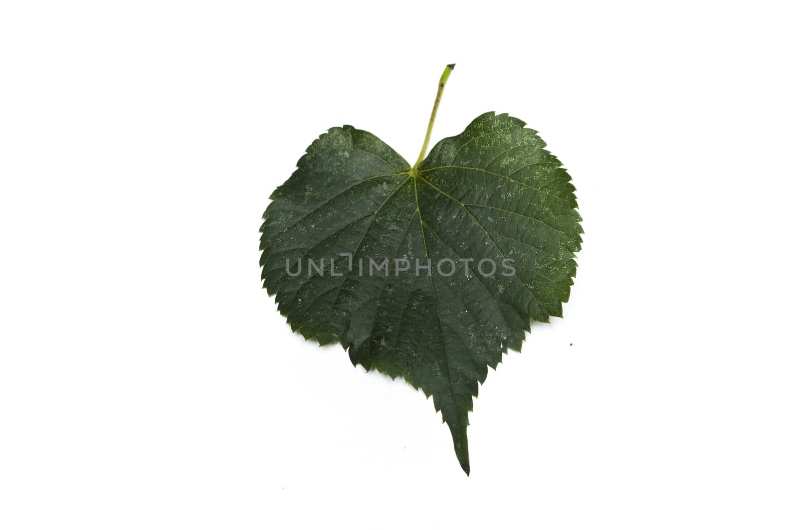 Isolated leaf of linden on white background