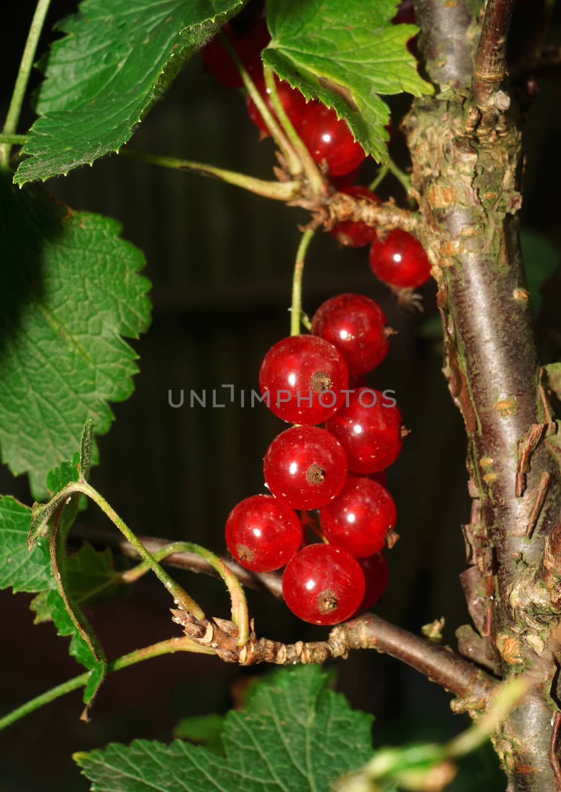  Red currant berries on a branch                                