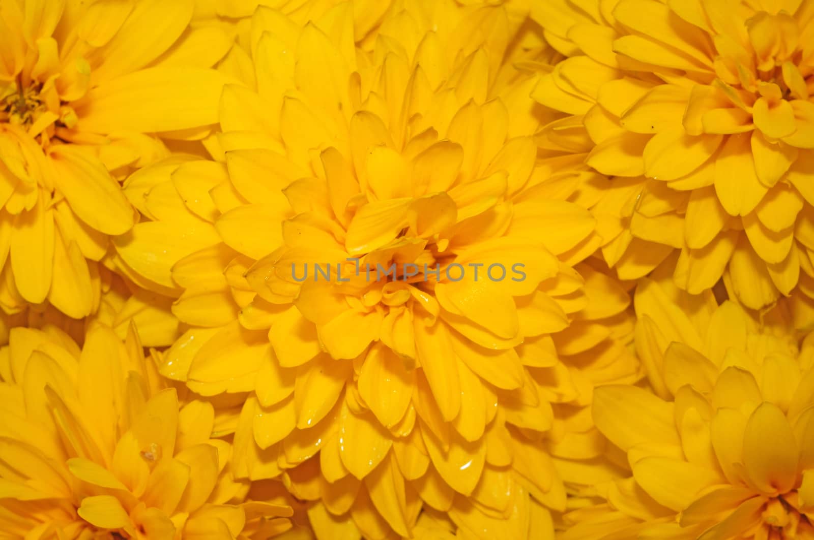 Background of yellow flowers Rudbeckia                               