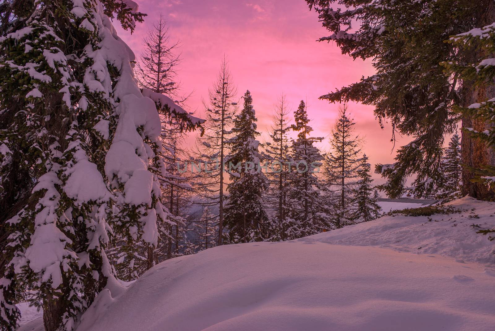 Snow trees during sunset in a ski resort area in Lapland.
