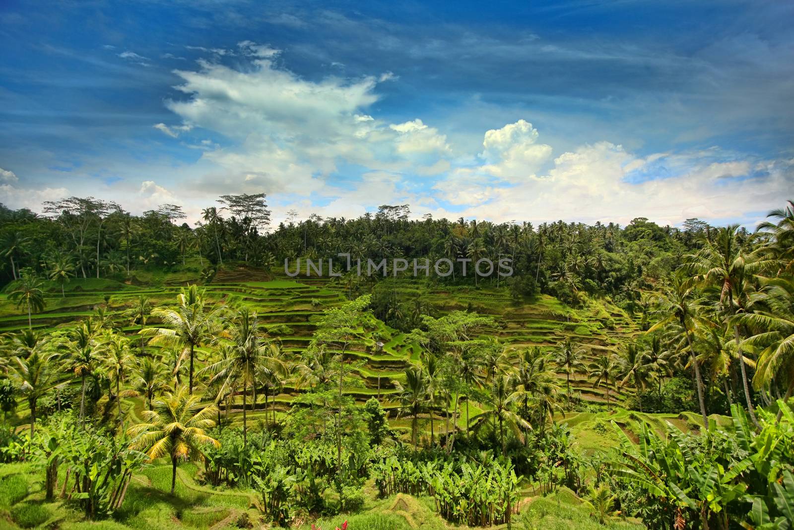 Tegalalang rice terrace fields in Bali.  Indonesia