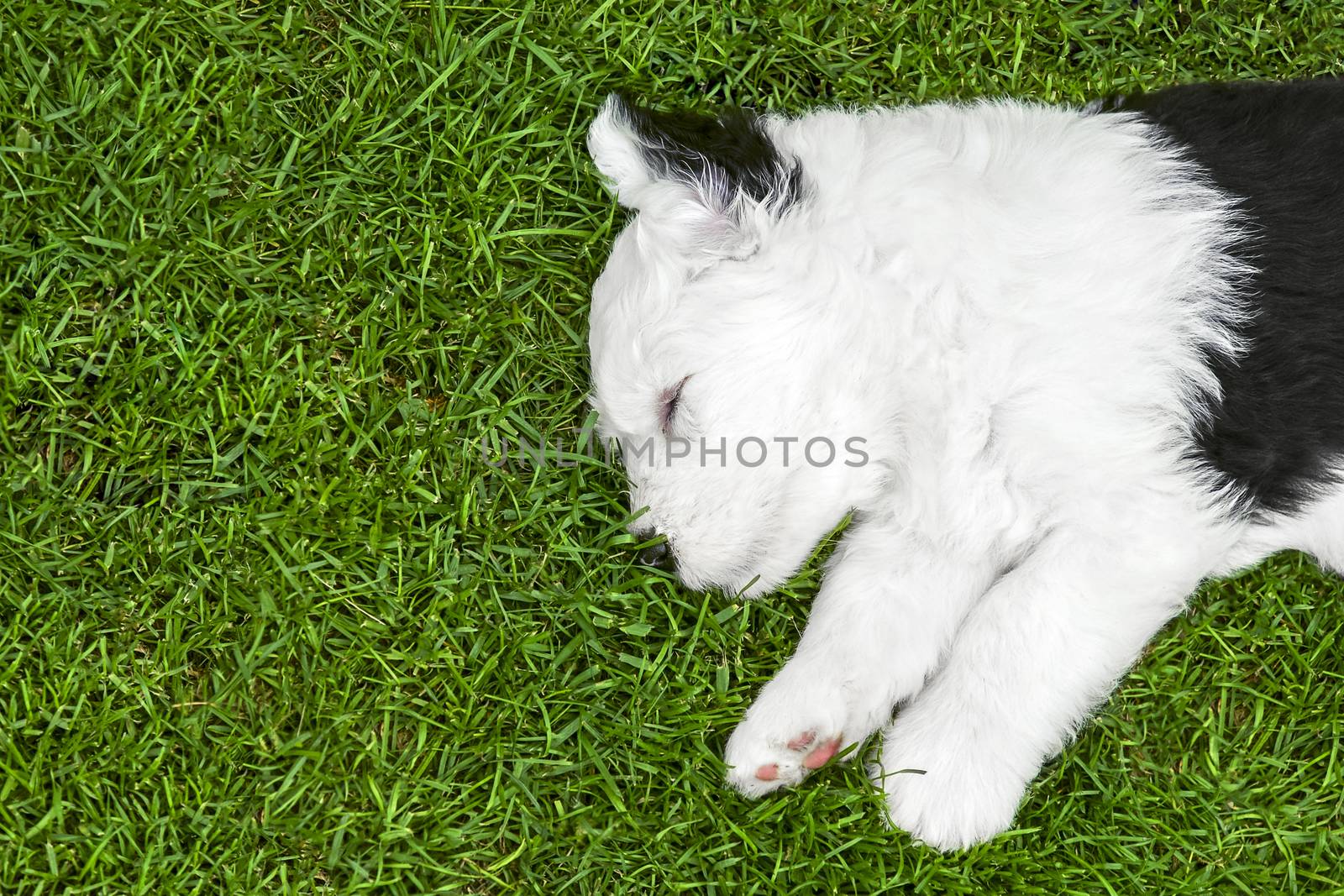 Old english sheepdog puppy sleeping on the lawn