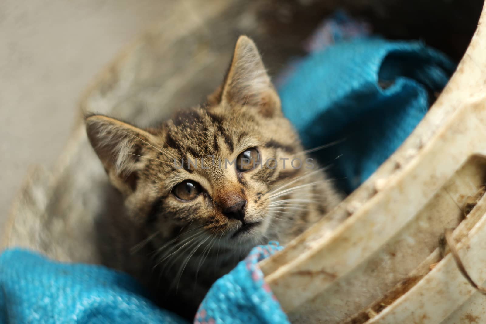 White and gray kitten (cat) lies and stares at you by sanzios