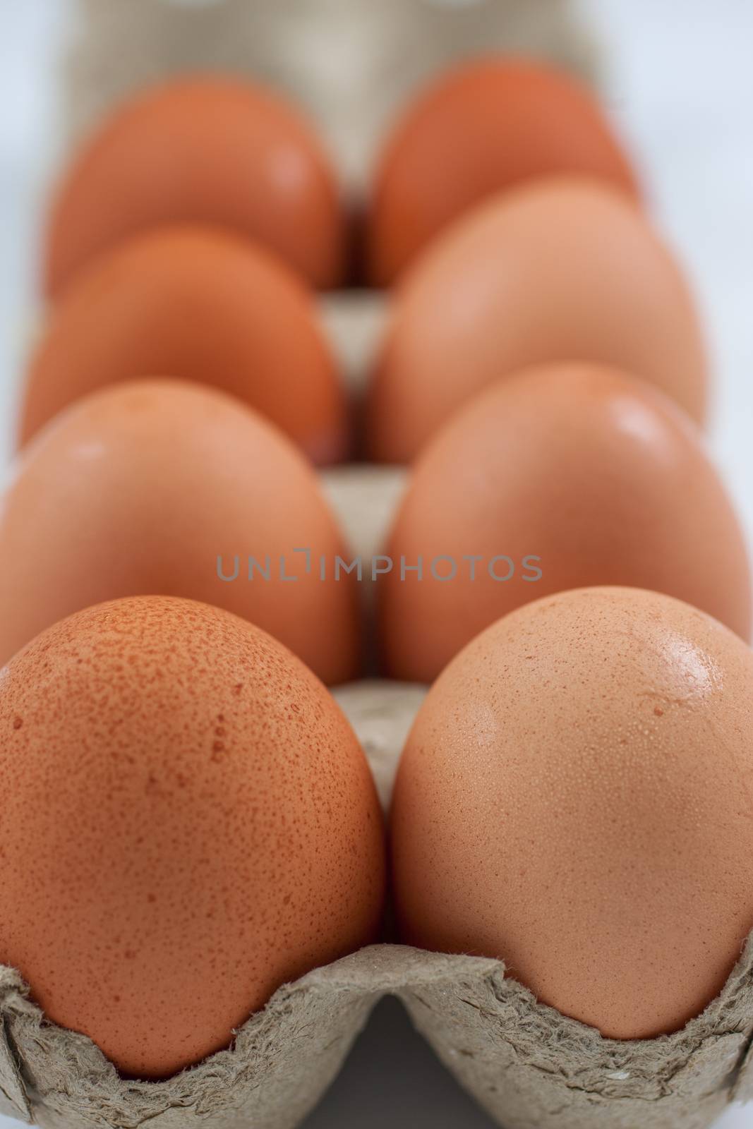 Farm Fresh Eggs by SouthernLightStudios