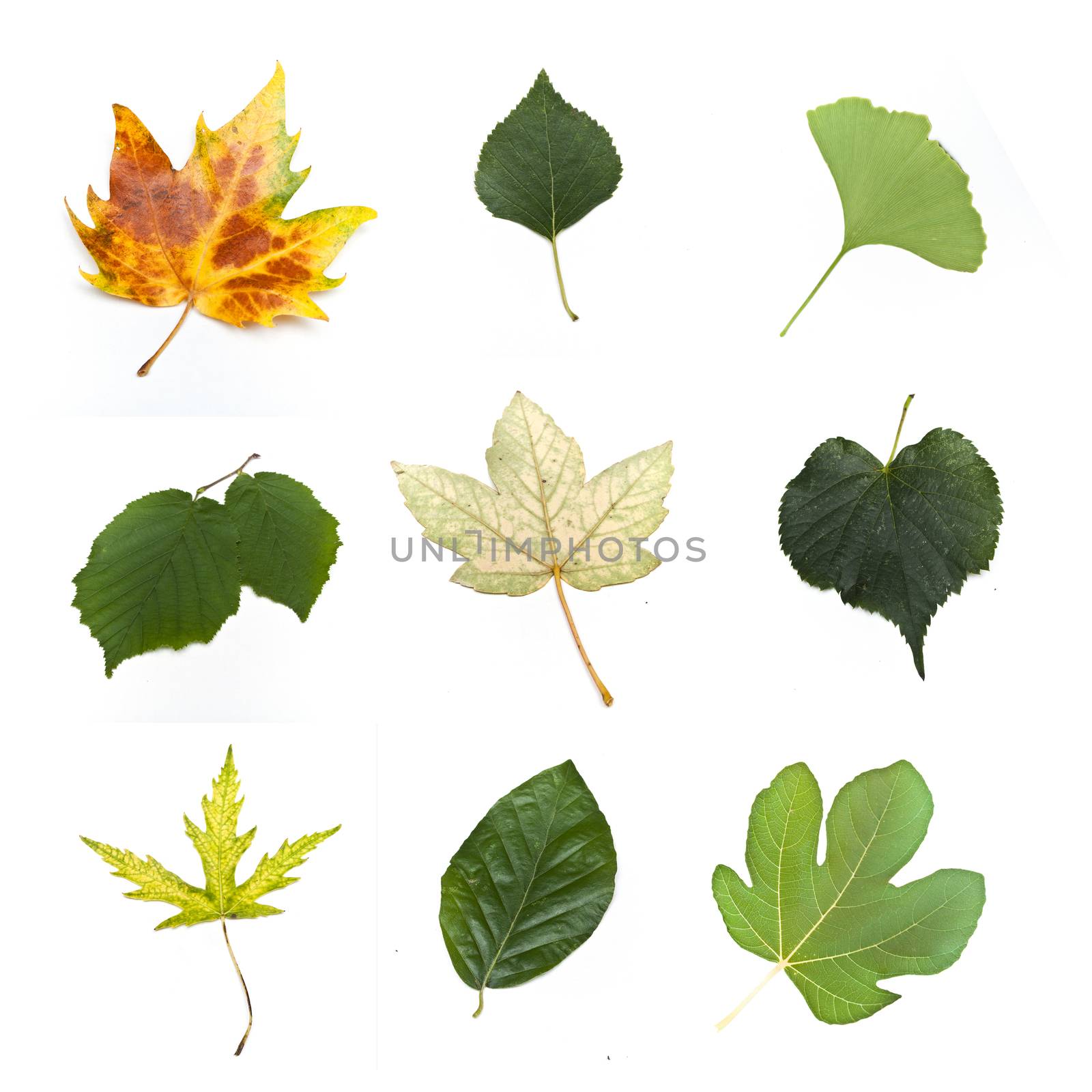 Isolated leaves of various trees  on white background