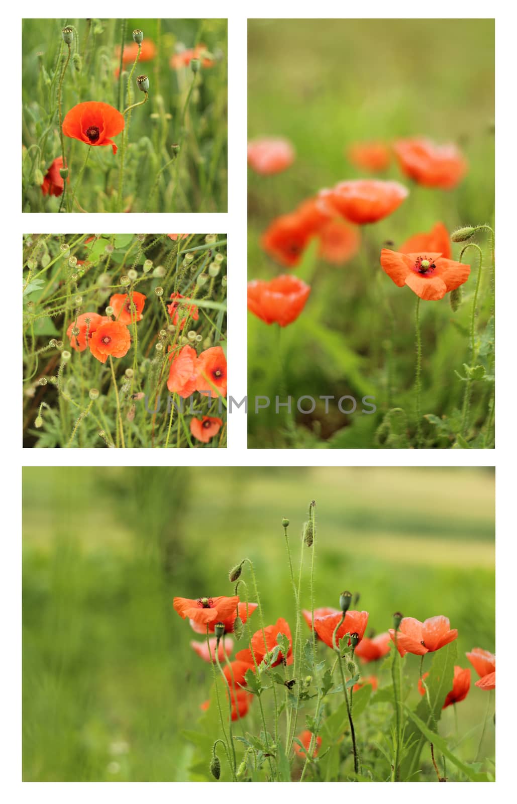 Beautiful red poppies on the meadow by sanzios