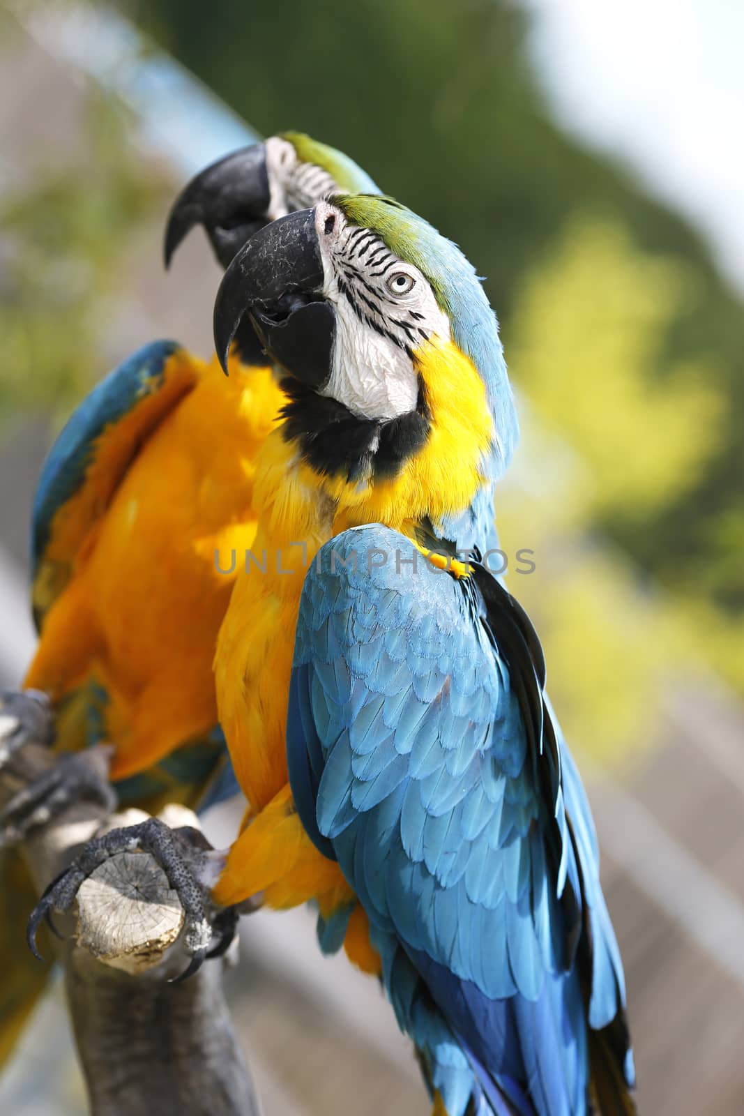 Two parrots in the Safari park