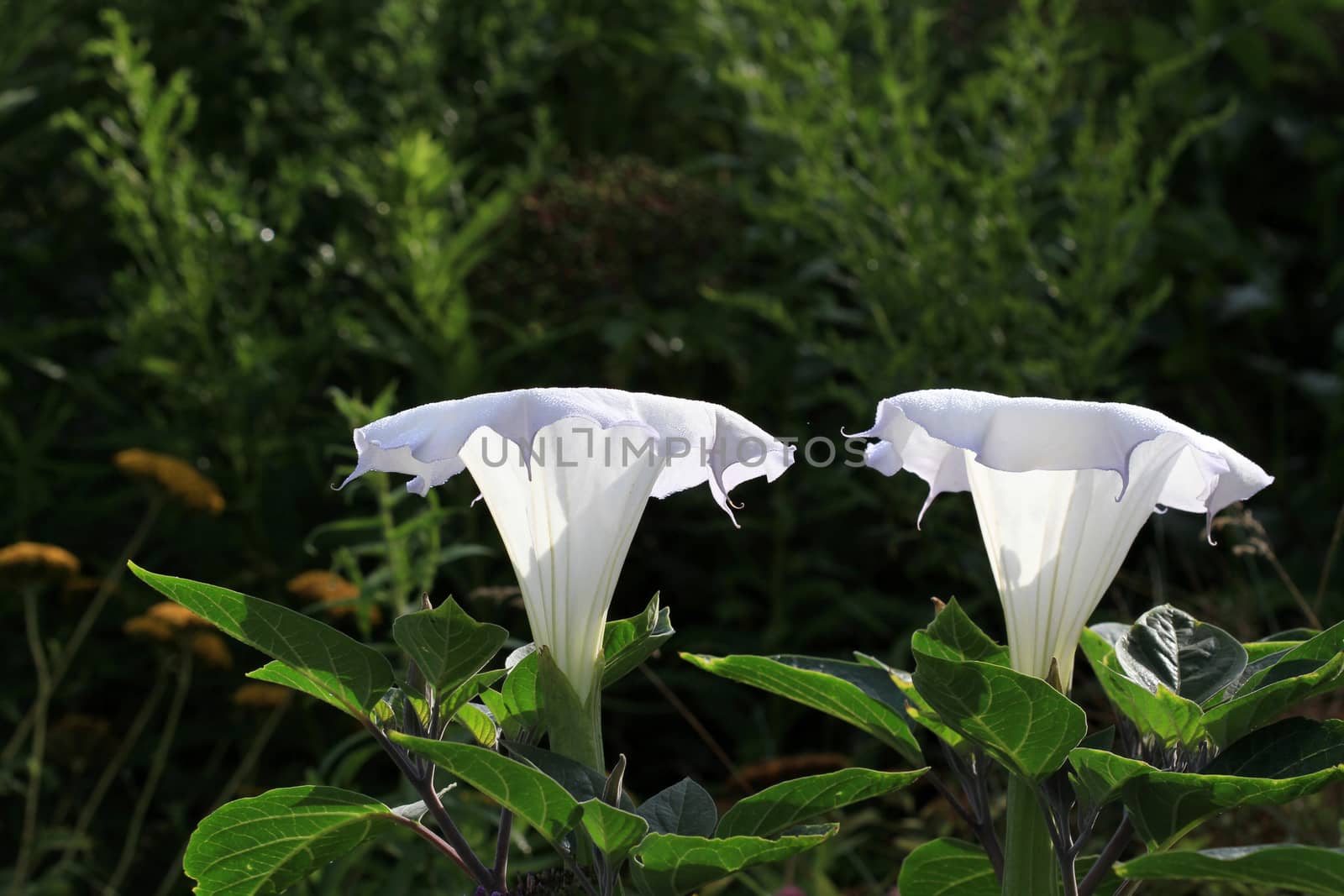 Datura Flower with dew in early morning sun