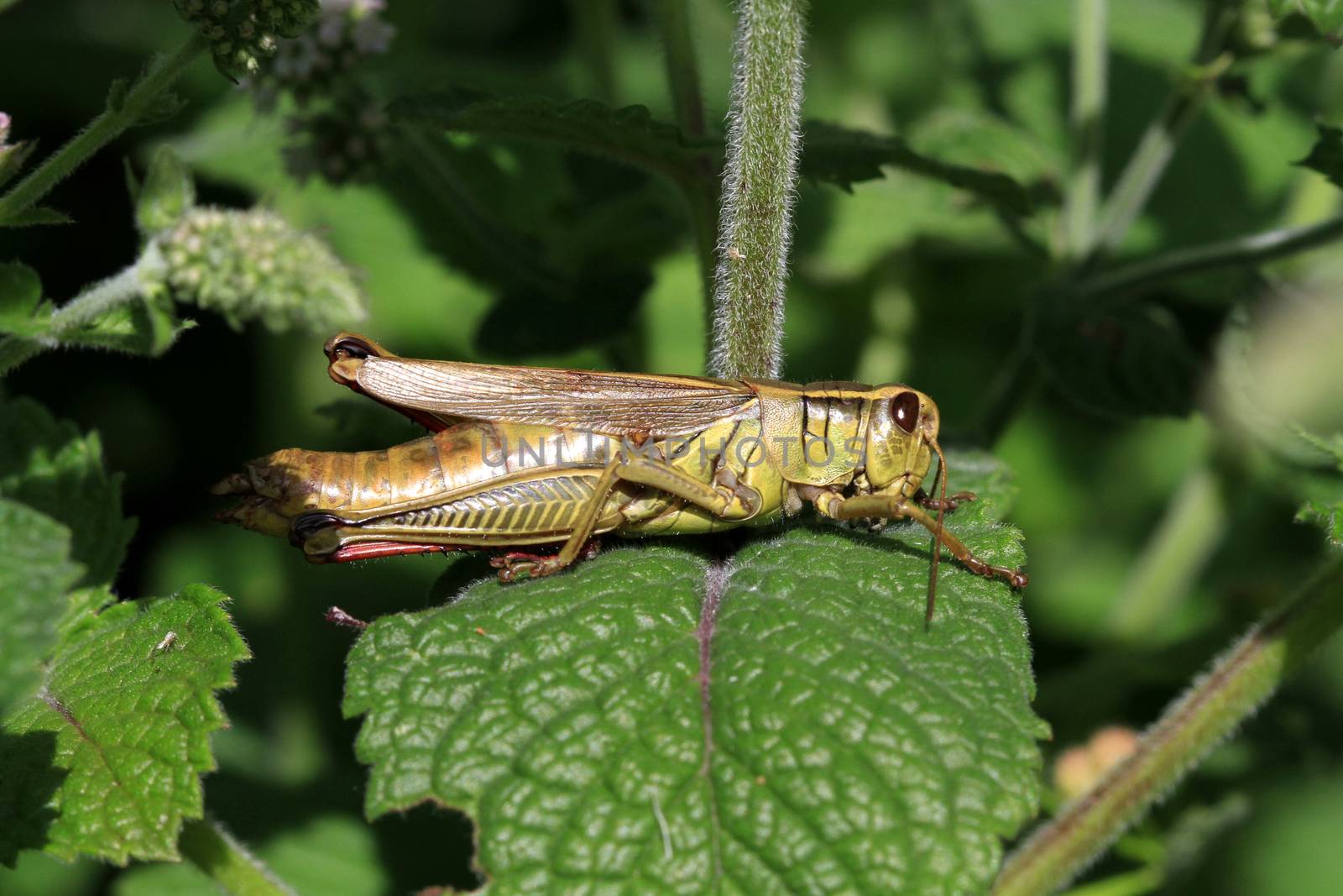 Grasshopper female warming in early morning sun