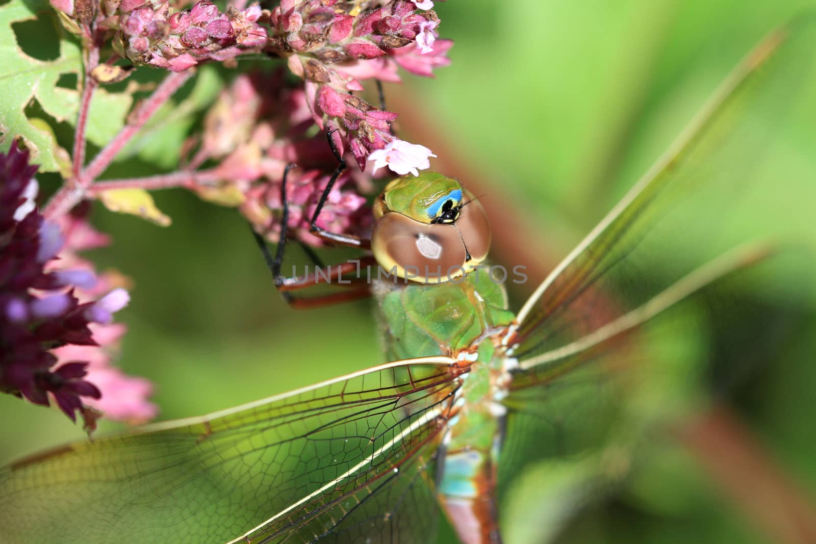 Green Darner Dragonfly warming in early morning sun