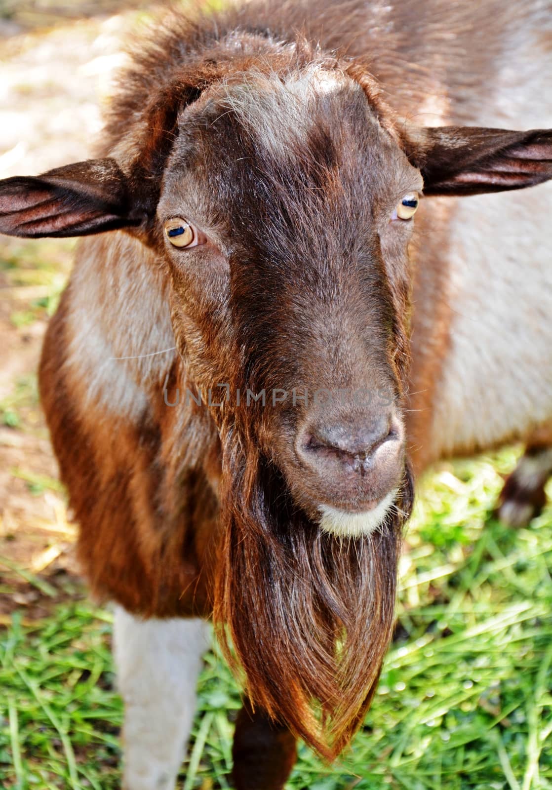 Goat male withaout horns.