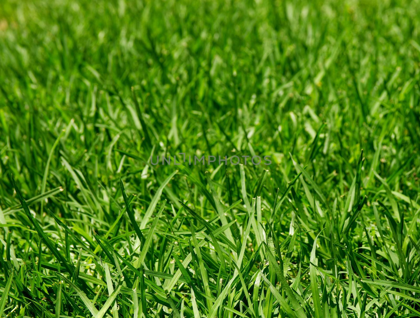 Background of Fresh Growth Green Grass in Sunny Day closeup Outdoors
