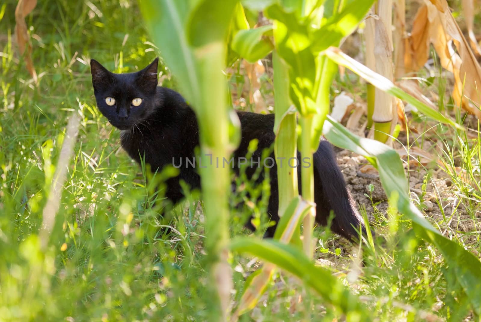 Picture of a black cat in a field, natural background.