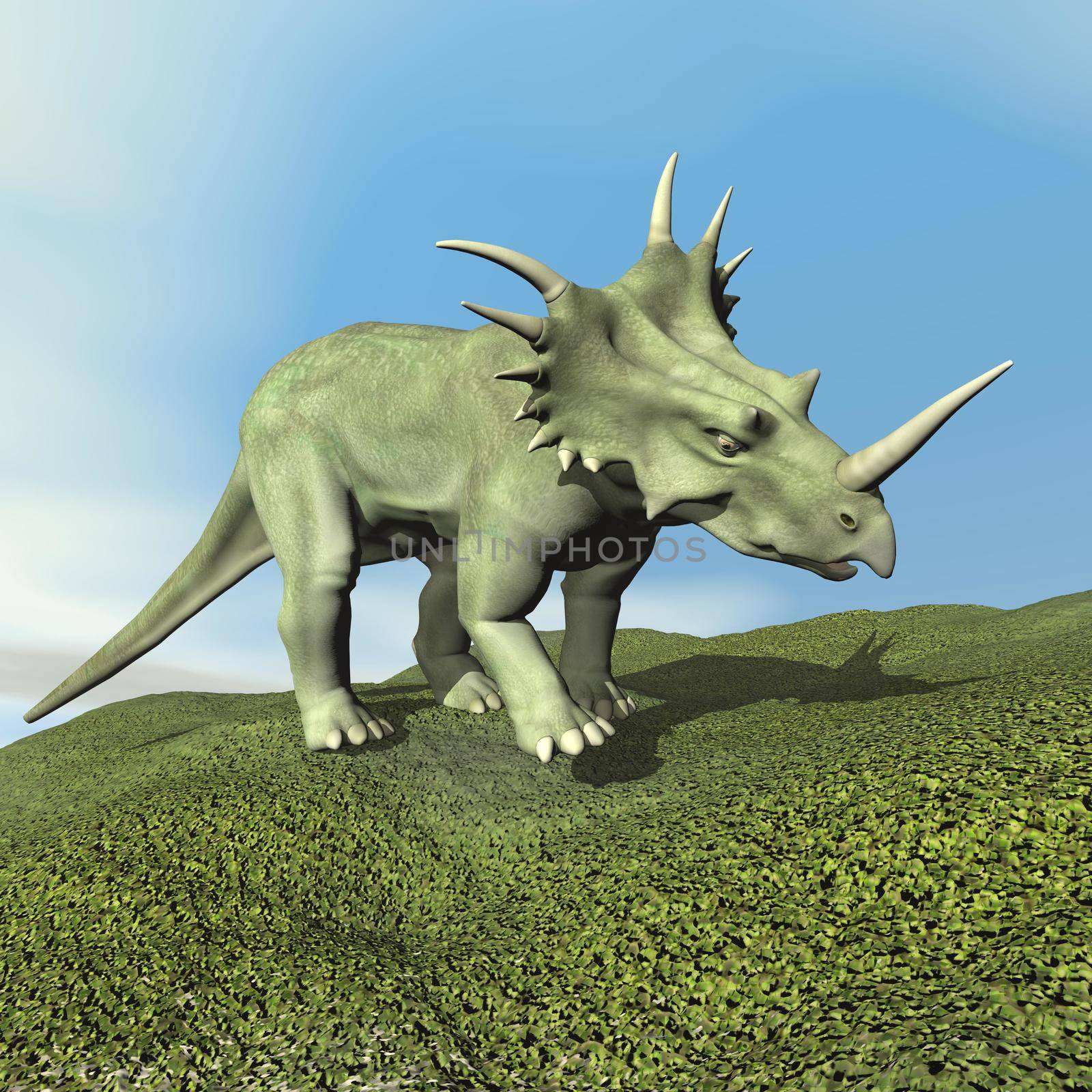 Styracosaurus dinosaur walking on the grass by day - 3D render