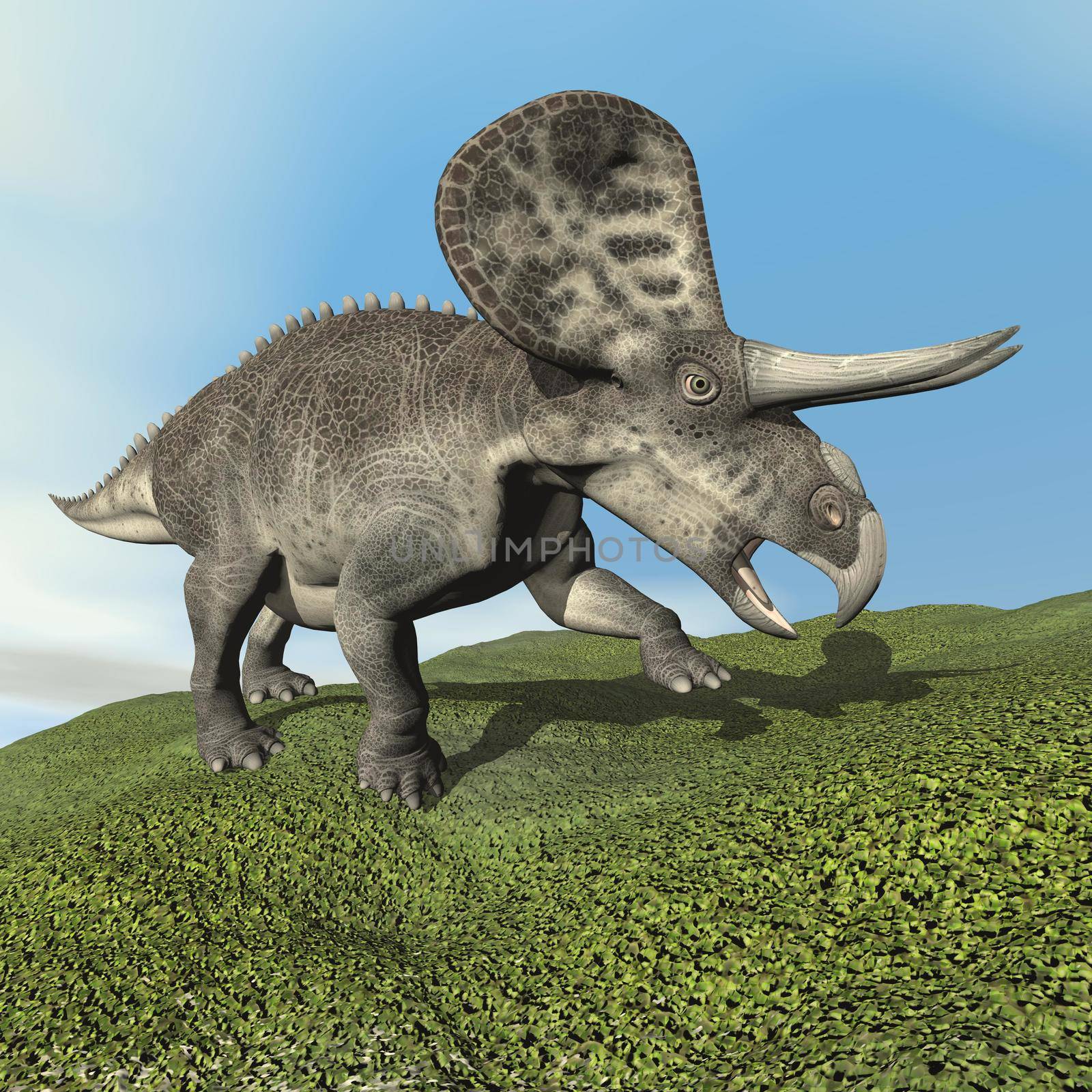 Zuniceratops dinosaur walking on the grass by day - 3D render
