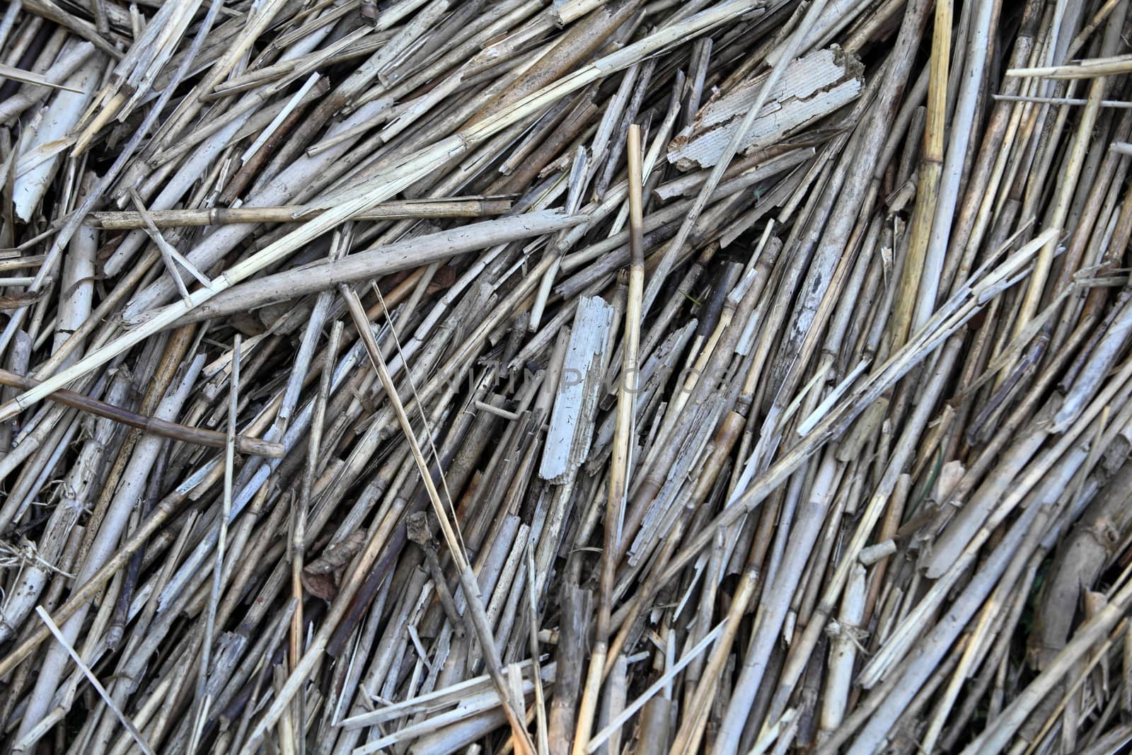 Fallen reeds Texture background