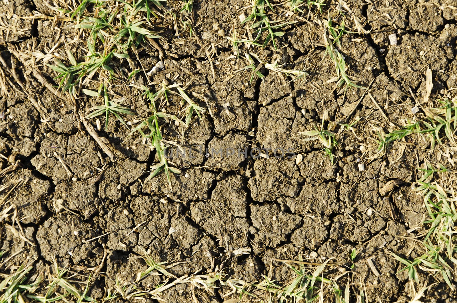 cracked patch of dry earth with grass coming out