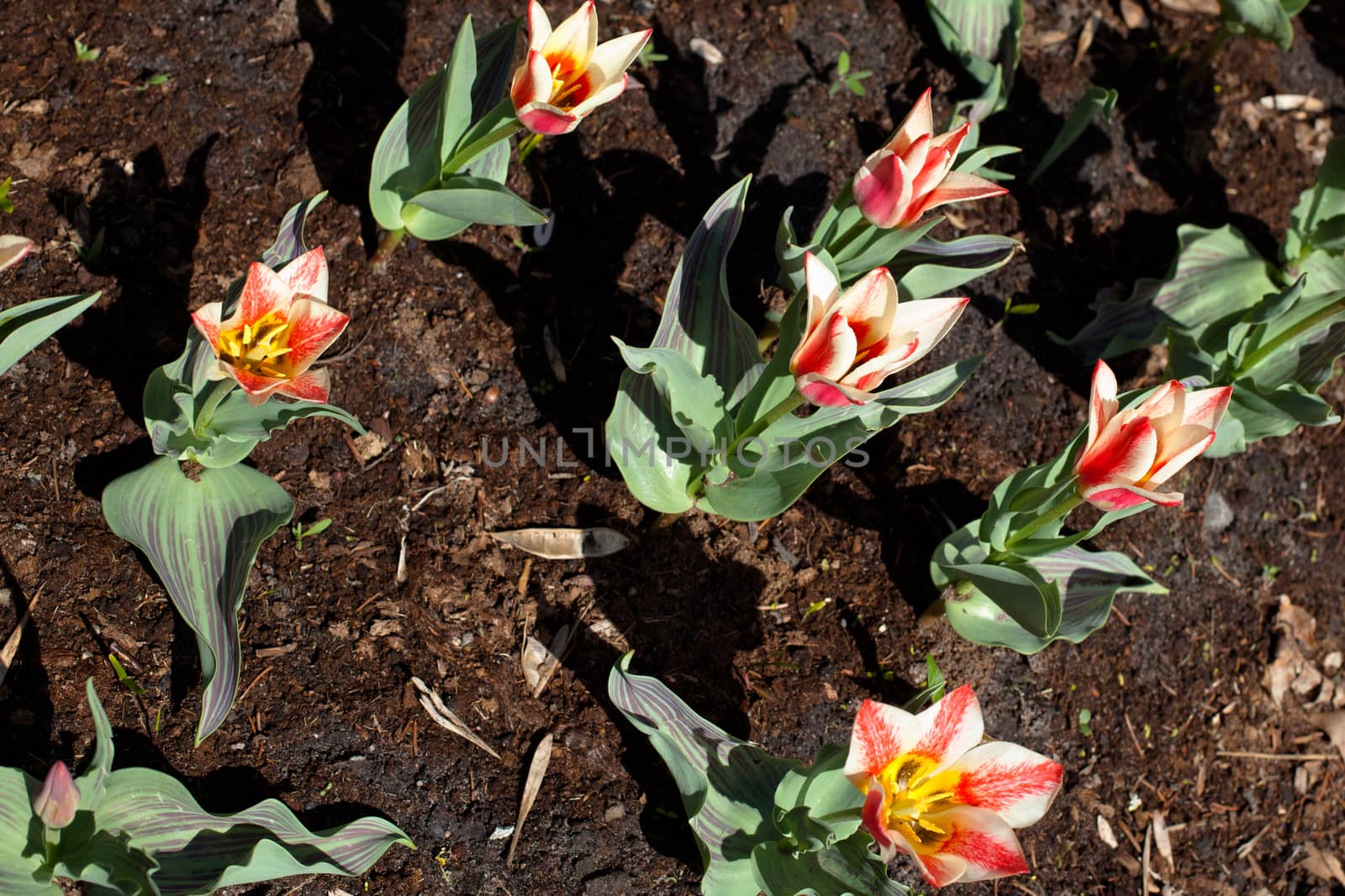 Tulips by foaloce