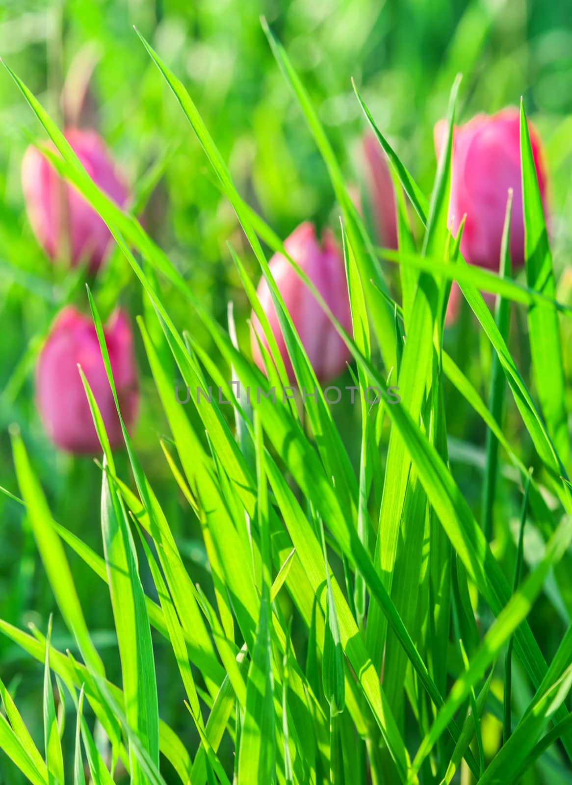 Green grass on a background of pink tulips