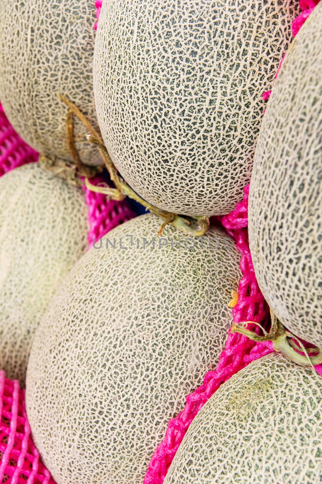 Rows of fresh cantaloupes