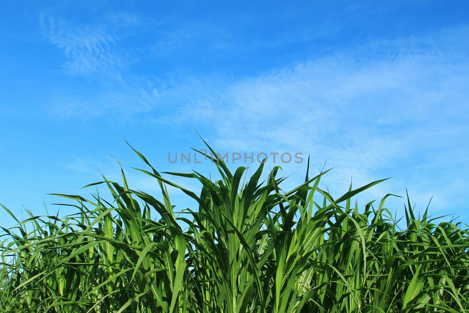 Green corn field on blue sky