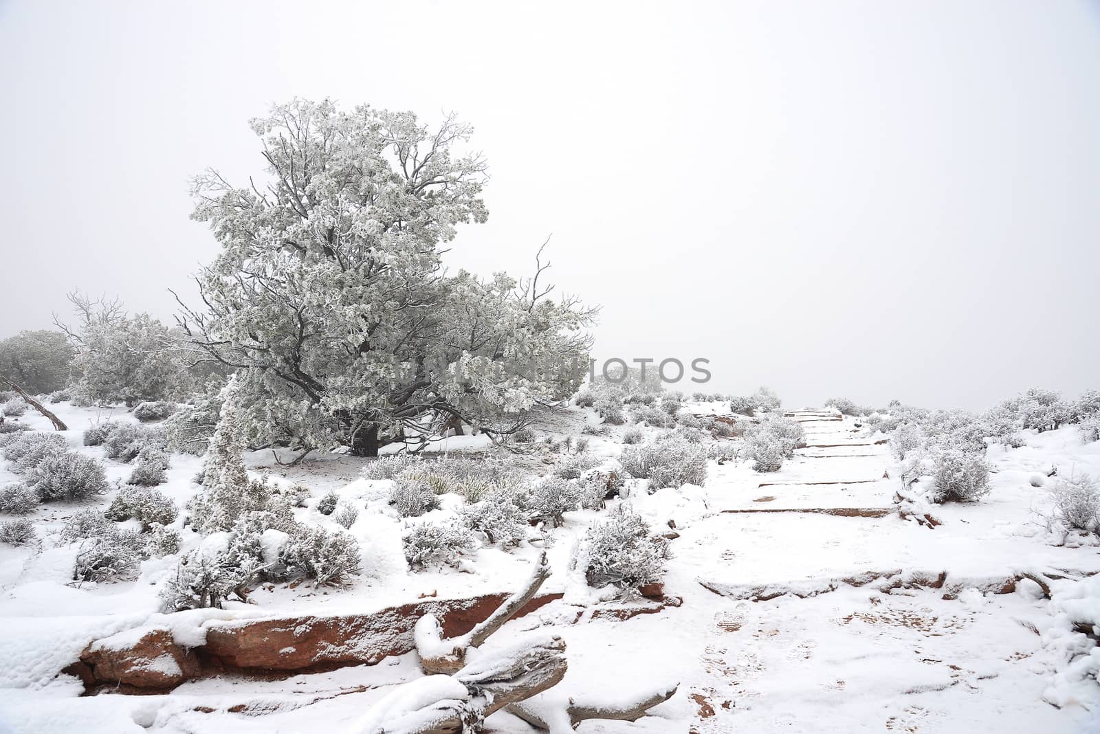 tree decorated with fresh snow from winter storm