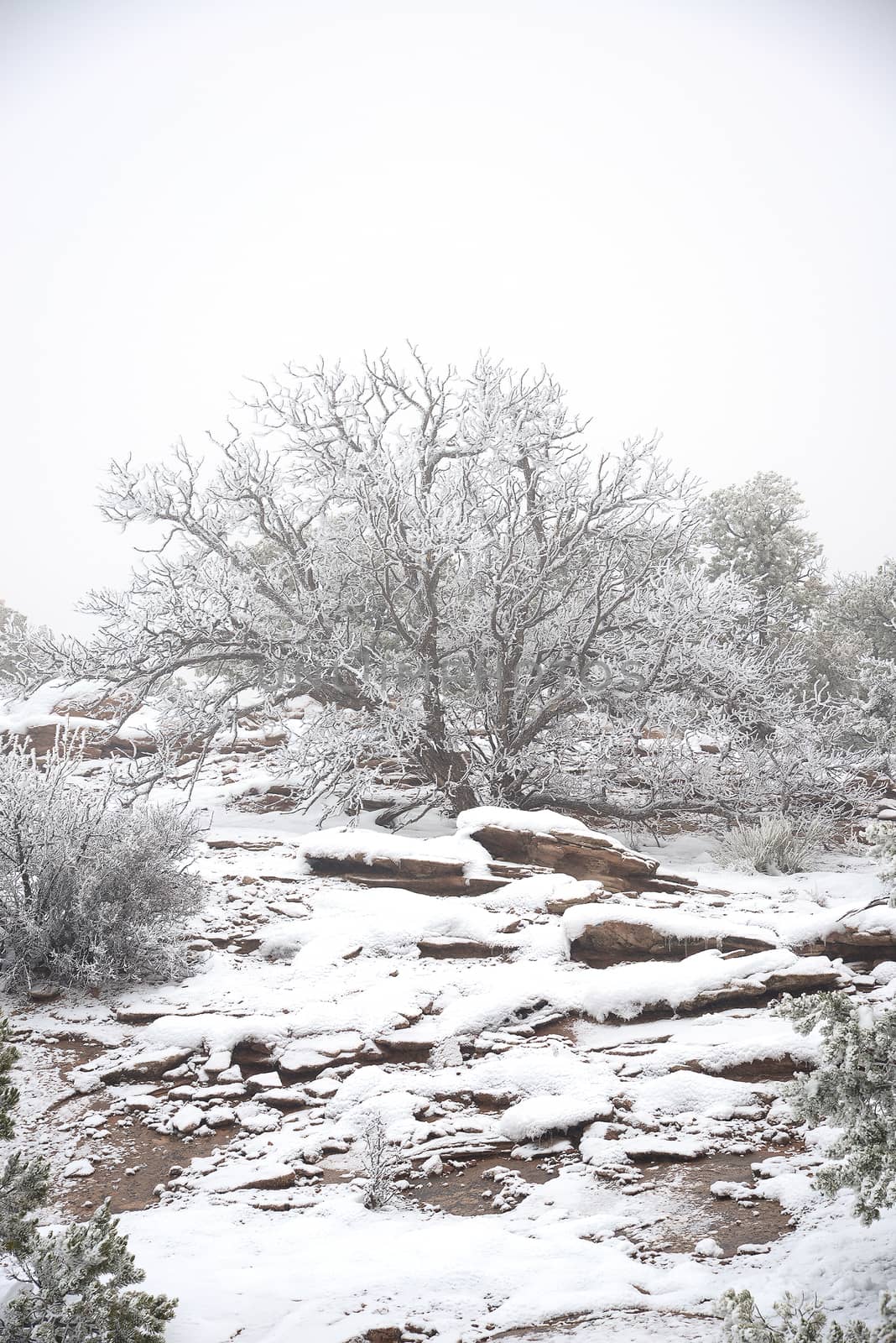 tree in snow by porbital