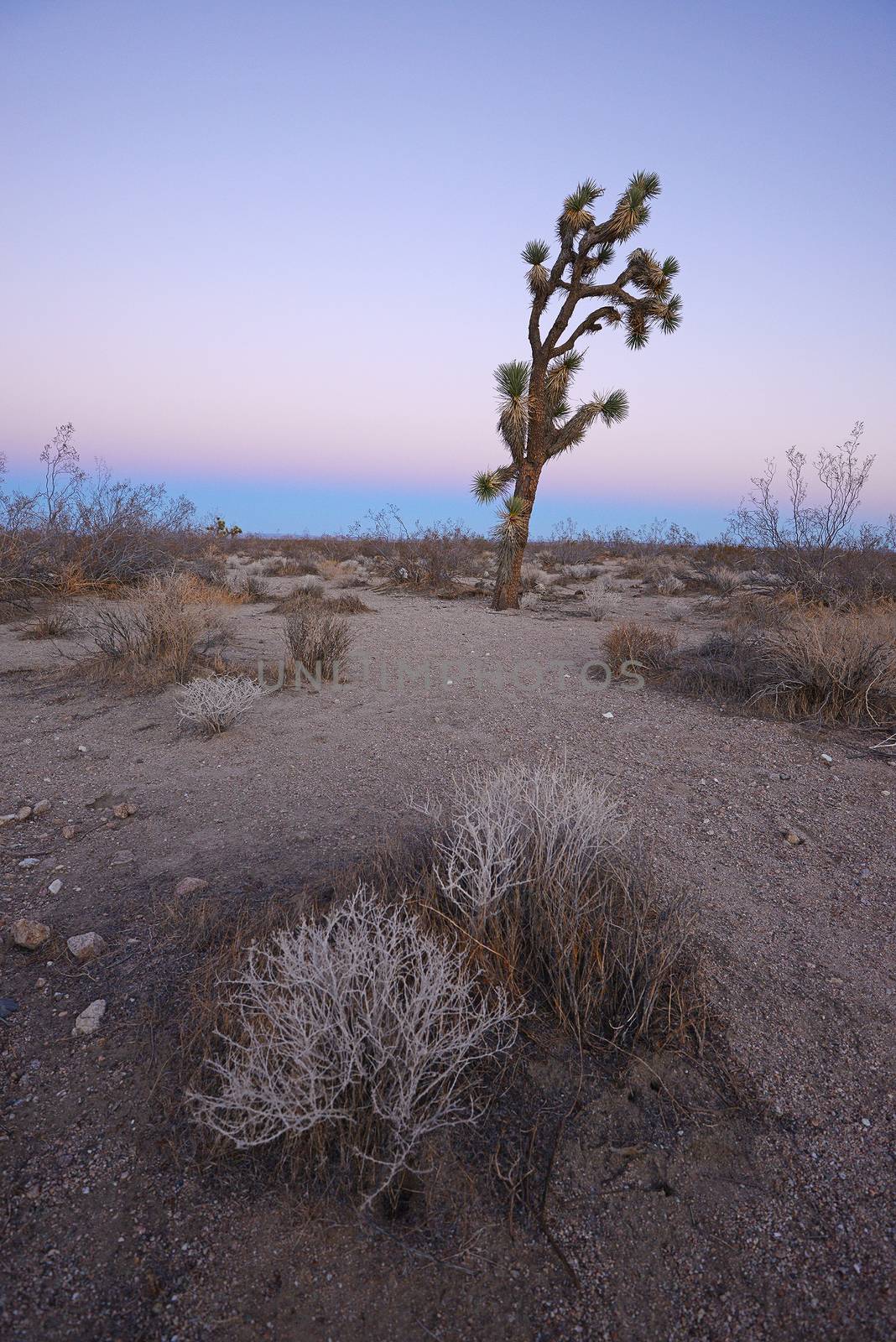 Joshua tree in california desert