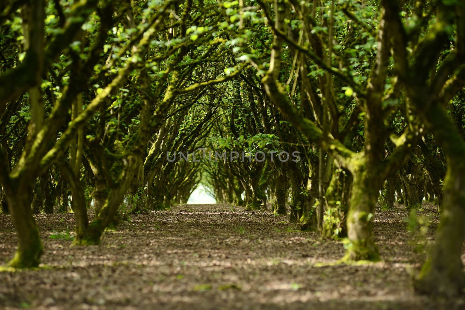 tree row in a farm