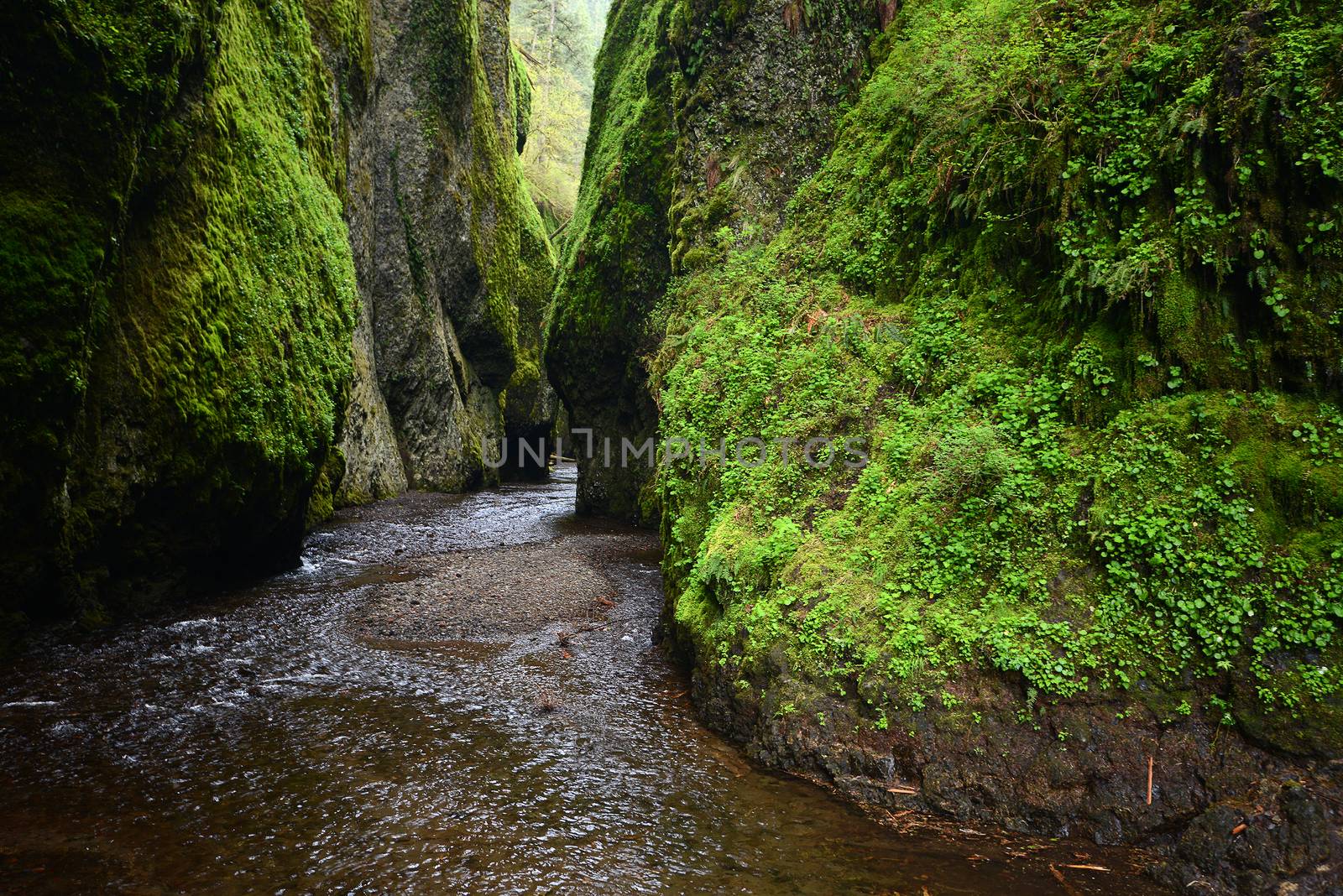 green wall in a gorge in oregon