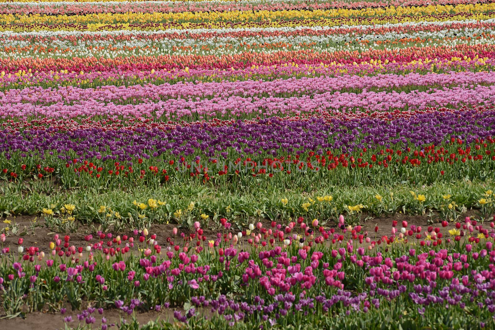 tulip in flower field in oregon