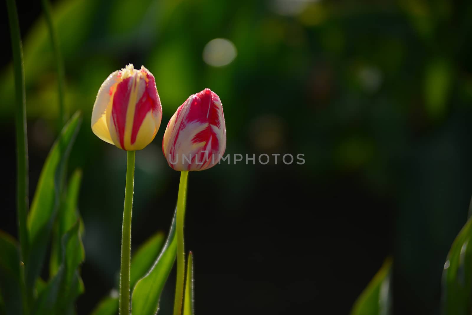 tulip in flower field in oregon