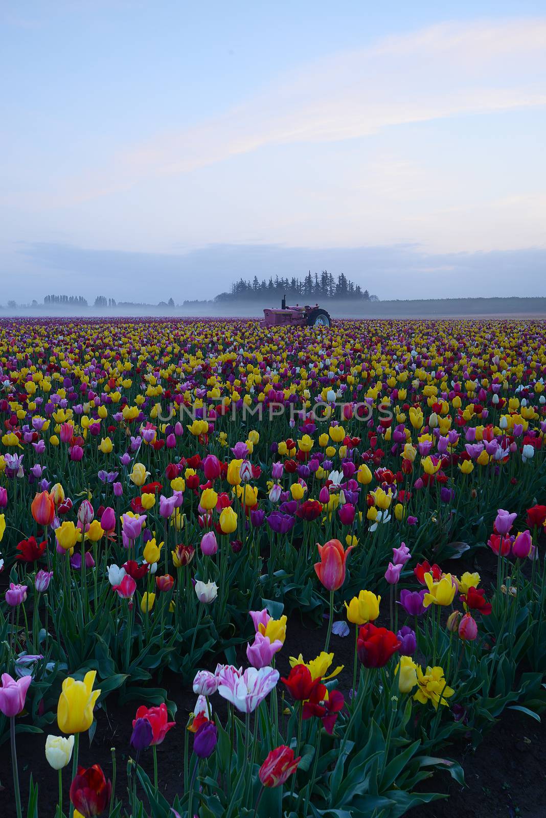 tulip flower field in woodburm oregon with a tractor