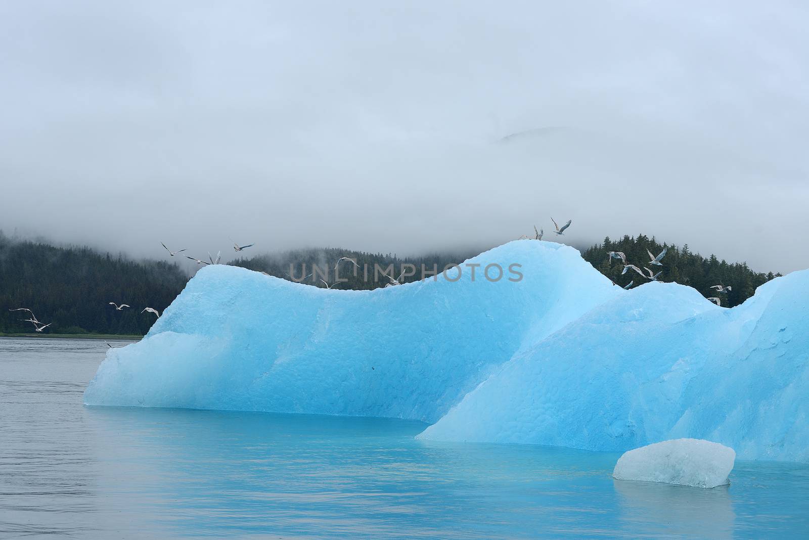 blue iceberg floating in alaska