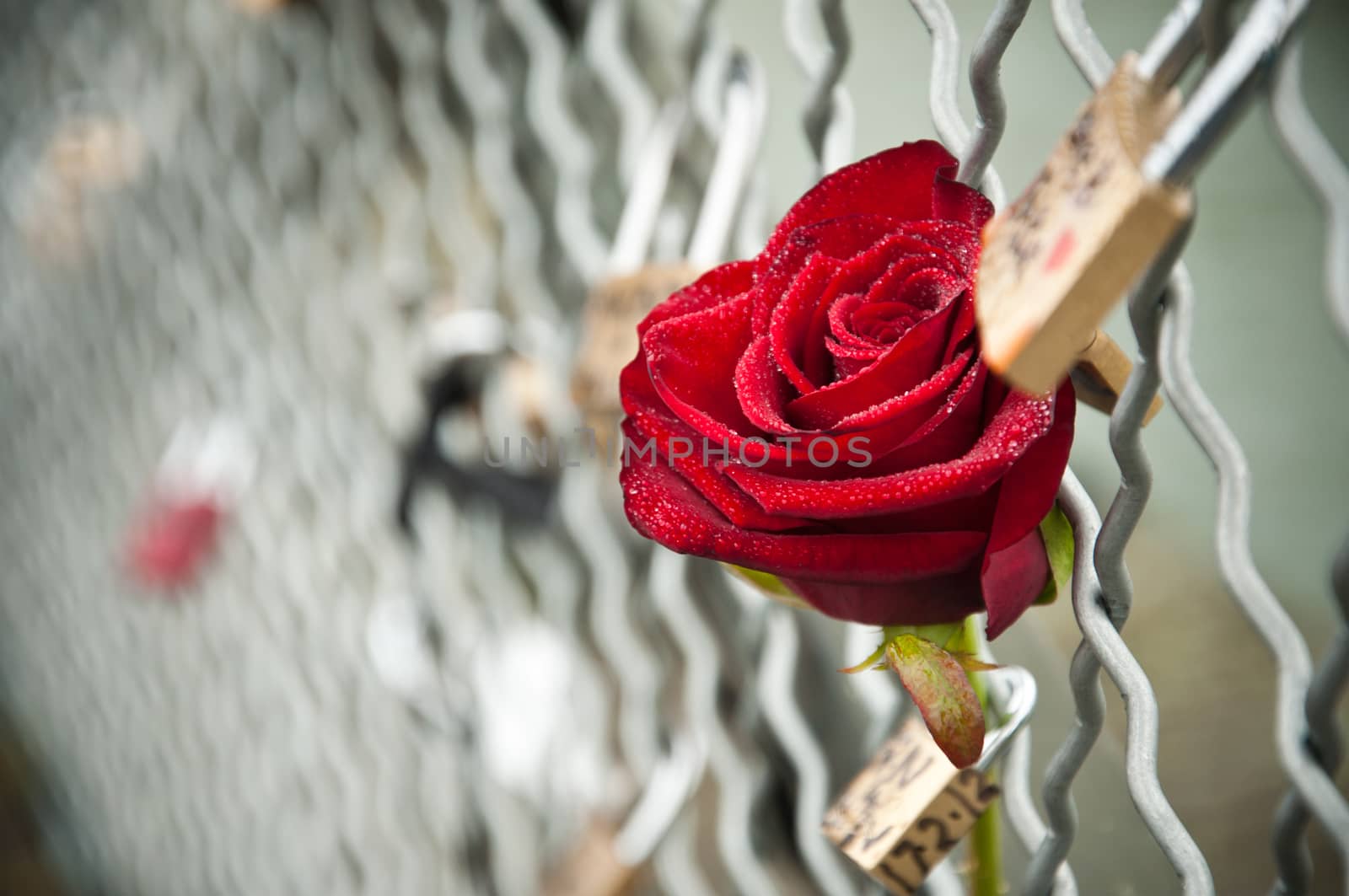 rose in the Arts bridge in Paris by NeydtStock