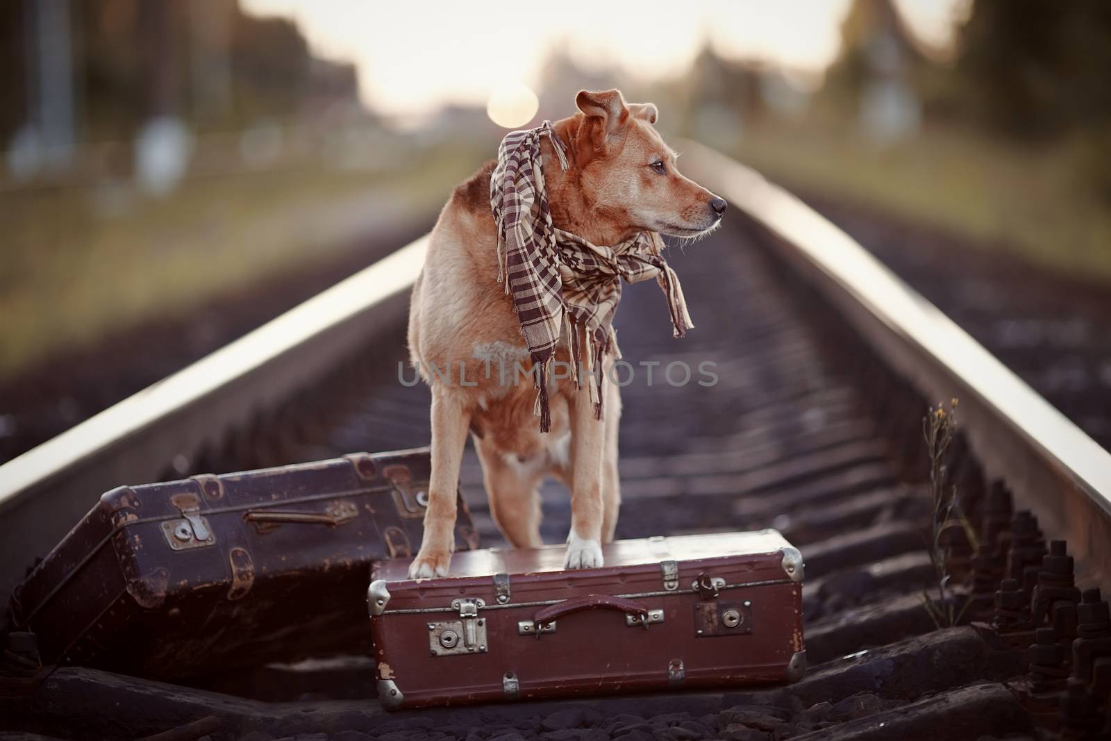 Dog on rails with suitcases. The dog looks for the house. The dog waits for the owner. The lost dog. Mongrel on the road. Dog on rails. Dog with suitcases. Not purebred dog on the road. Traveler. Vagrant dog. Tramp.