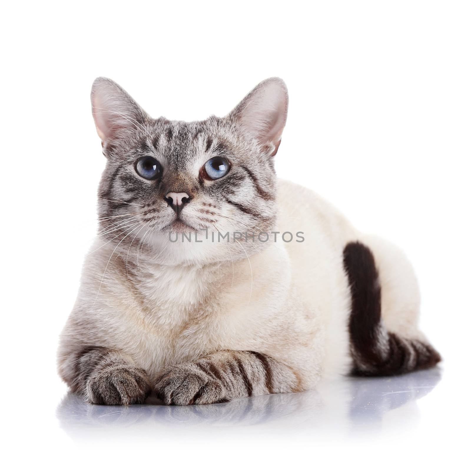 Serious blue-eyed cat. Portrait of a striped blue-eyed cat. Striped cat. Striped not purebred kitten. Small predator. Small cat.