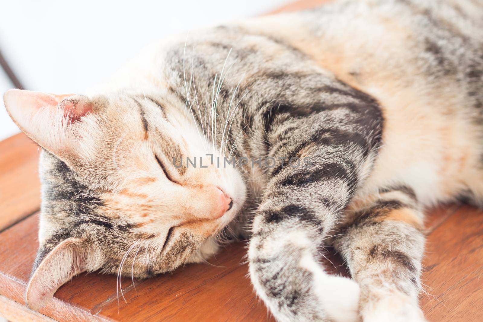 Siamese cat sleeping on wooden table, stock photo