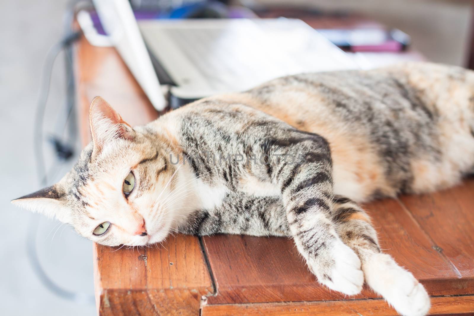 Siamese cat laying down on wooen table, stock photo