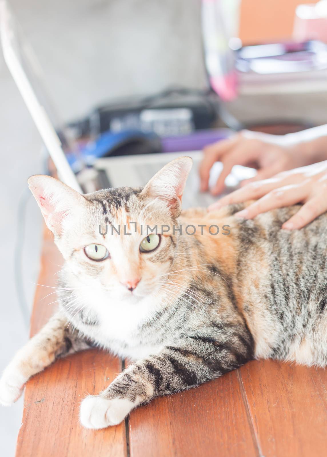 Siamese cat looking at camera, stock photo