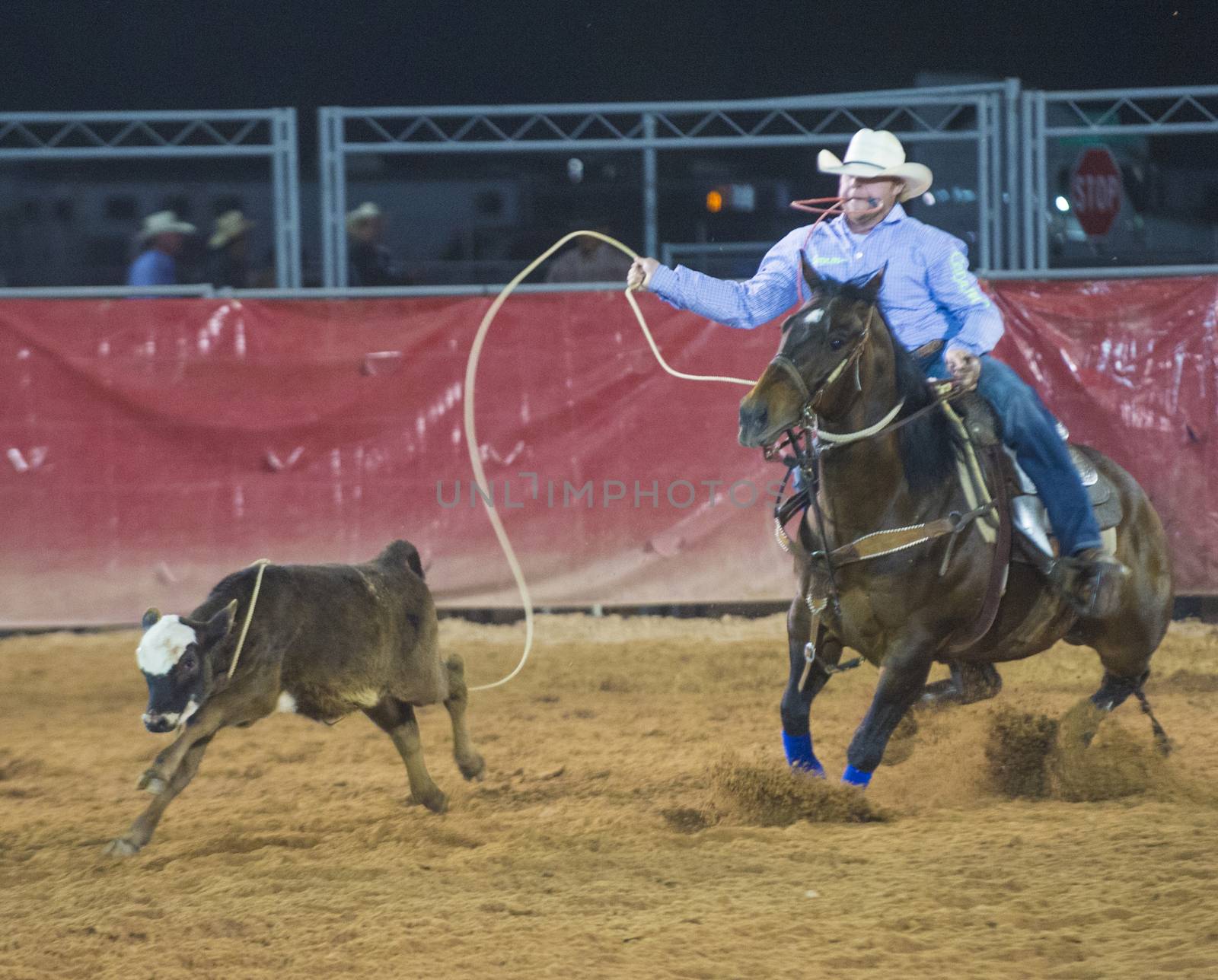 LOGANDALE , NEVADA - APRIL 10 : Cowboy Participating in a Calf roping Competition at the Clark County Fair and Rodeo a Professional Rodeo held in Logandale Nevada , USA on April 10 2014