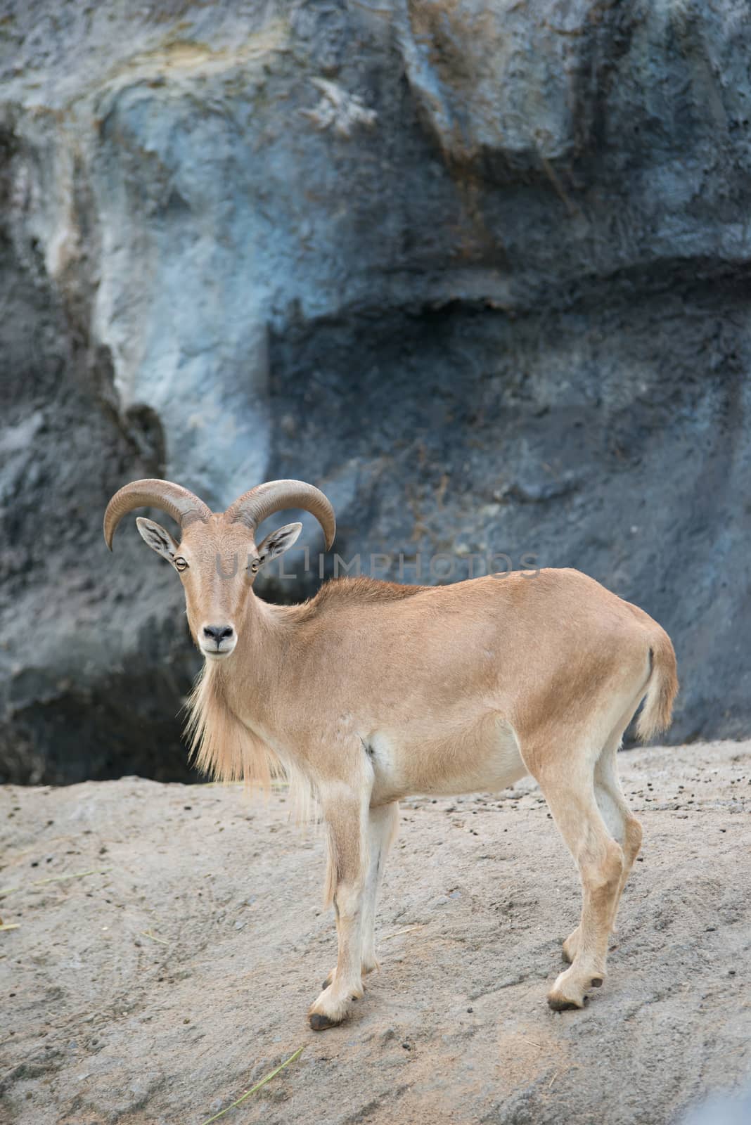 female Barbary sheep (Ammotragus lervia) standing on the rock