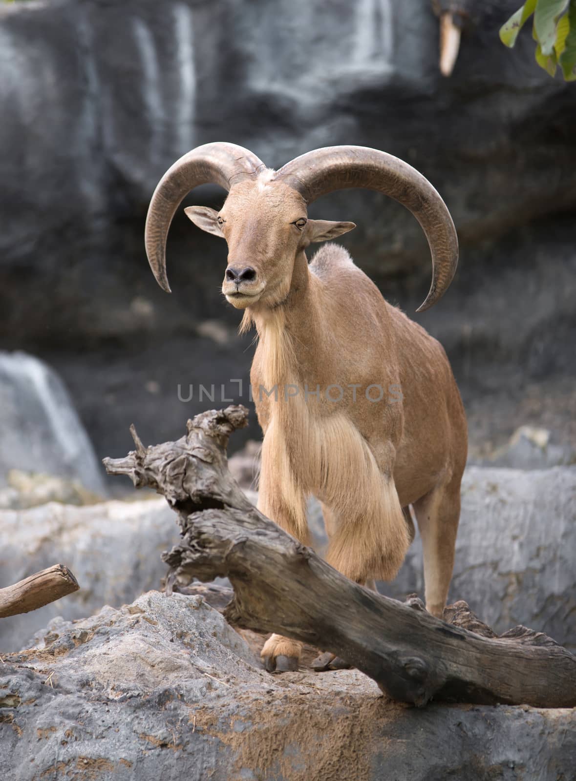 male Barbary sheep (Ammotragus lervia) standing on the rock