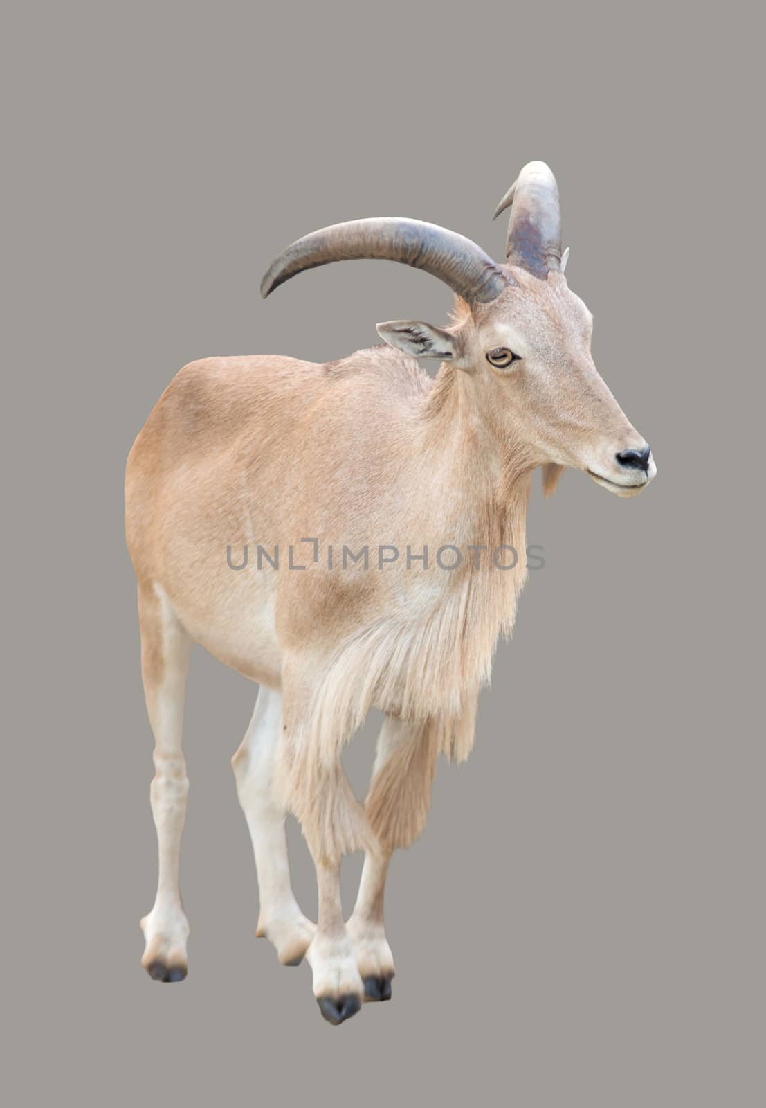 female Barbary sheep ( Ammotragus lervia ) isolated