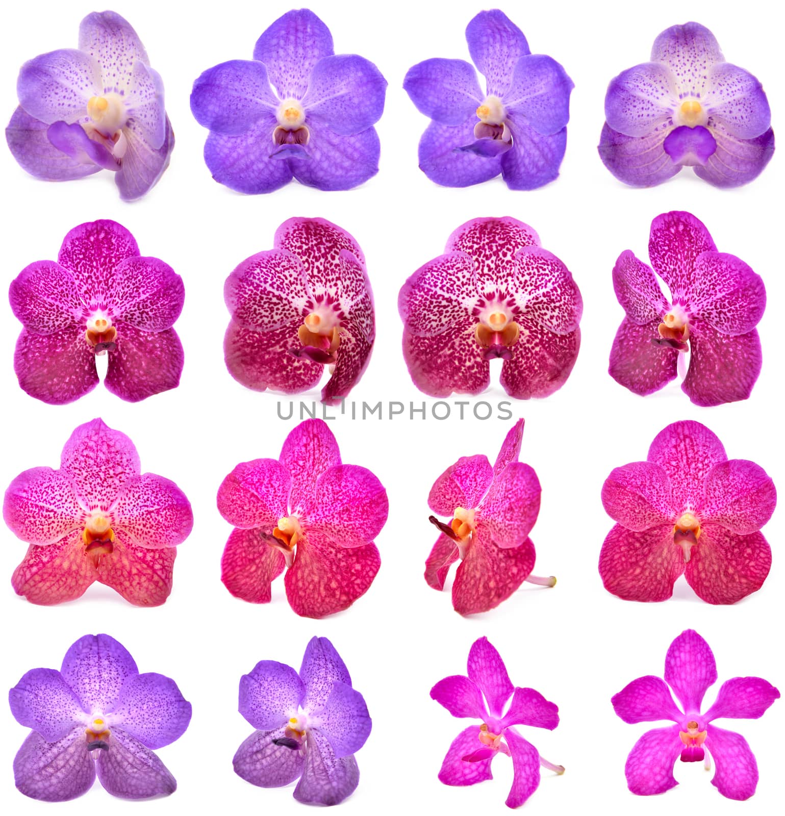 beautiful blooming orchid isolated on white background