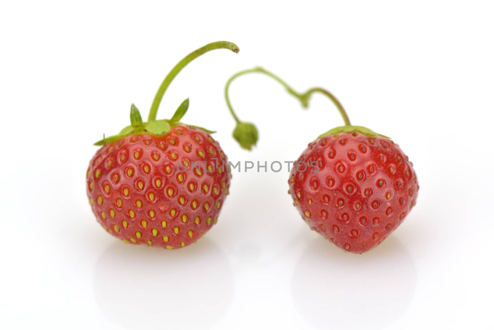 Close-up of two fresh strawberries on white background

