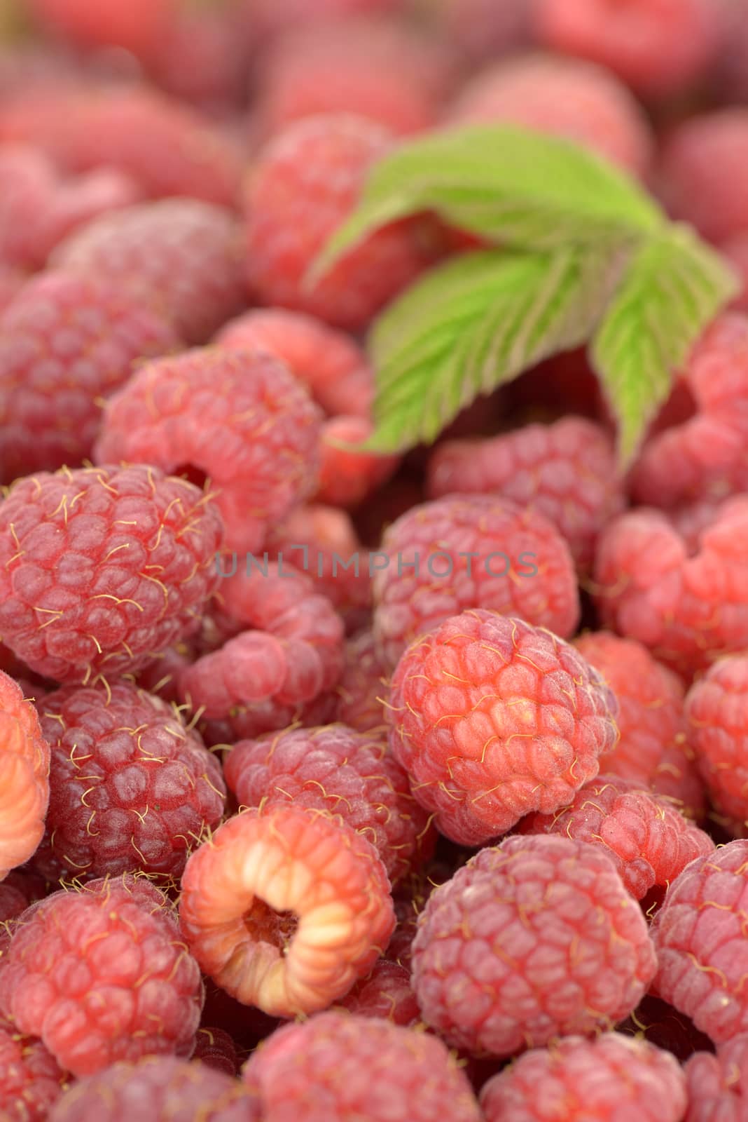 Close-up of freshly picked raspberries with leaves