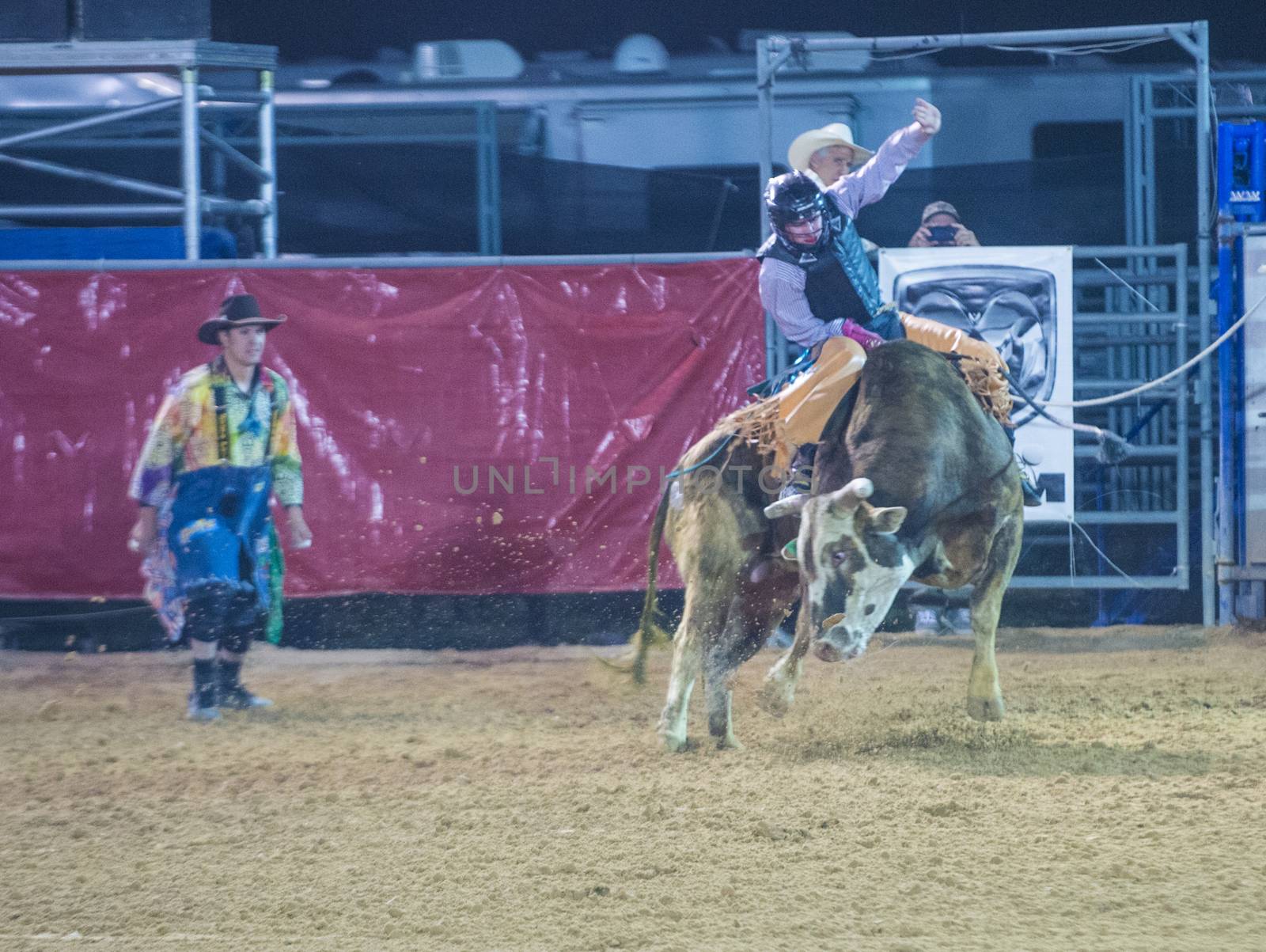 LOGANDALE , NEVADA - APRIL 10 : Cowboy Participating in a Bull riding Competition at the Clark County Fair and Rodeo a Professional Rodeo held in Logandale Nevada , USA on April 10 2014 