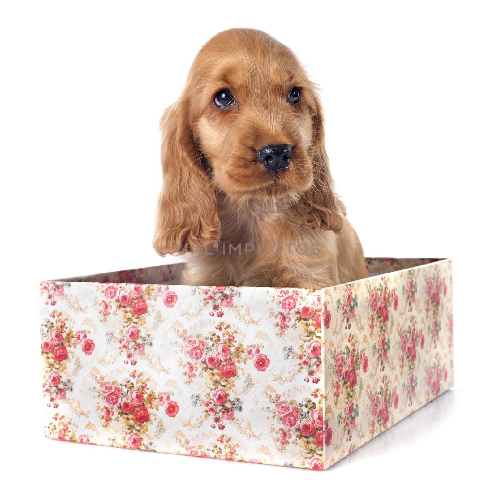 portrait of a  purebred puppy english cocker in a studio