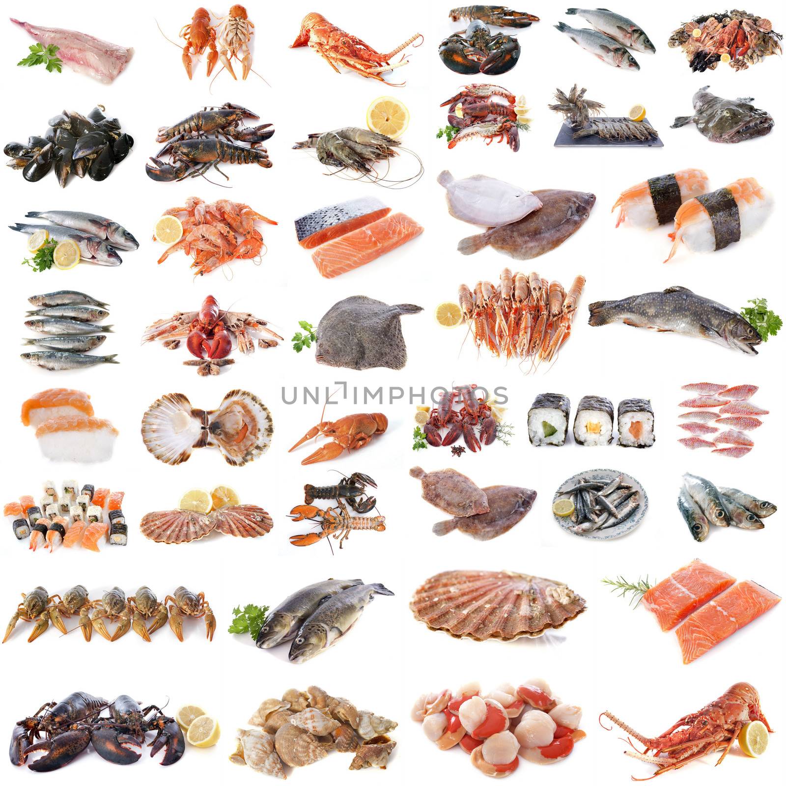 seafood, fish and shellfish by cynoclub